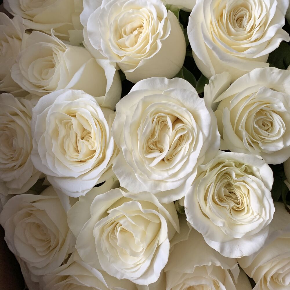 Букет из белых роз Мондиаль (Mondial)