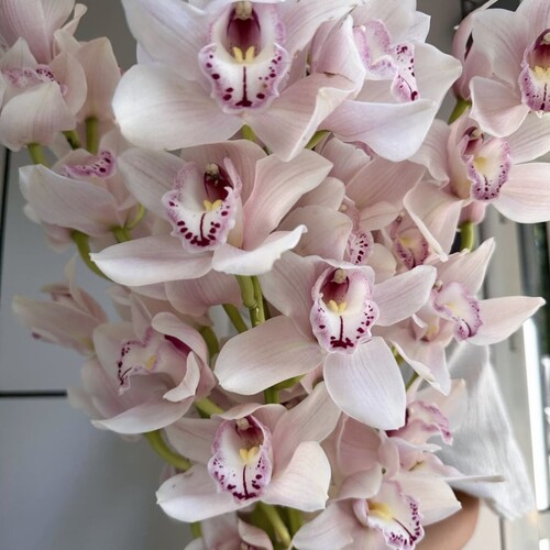 Букет из орхидеи Цимбидиум