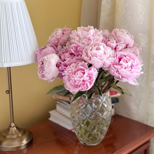 Букет из розовых пионов Сара Бернар (Sarah Bernhardt) - 15