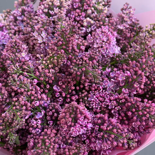 Сирень Садовая сезонная